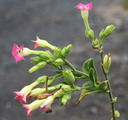 راهنمای نگهداری و پرورش گل و گیاهان زینتی - گل توتون